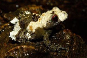 Grudog grungy - маленька тераріумна жаба Grudog grungy - маленька тераріумна жаба